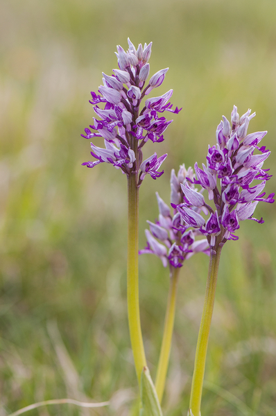 0197-orchis-militaris-glades