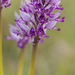 0198-orchis-militaris-glades