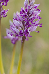 0198-orchis-militaris-glades