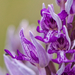 0199-orchis-militaris-glades