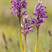 0200-orchis-militaris-glades