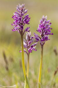 0200-orchis-militaris-glades