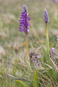 0201-orchis-militaris-glades