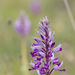 0202-orchis-militaris-glades