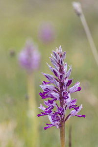 0202-orchis-militaris-glades