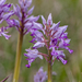 0204-orchis-militaris-glades