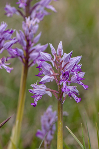 0204-orchis-militaris-glades