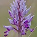 0205-orchis-militaris-glades