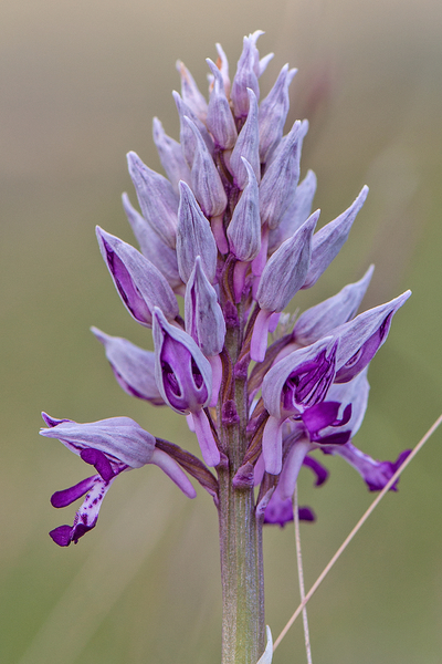 0205-orchis-militaris-glades