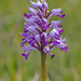0206-orchis-militaris-glades