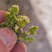0208-Galium-magellense