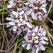 0209-Aethionema saxatile