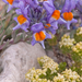 0213-Galium-magellense-en-Linaria-alpina