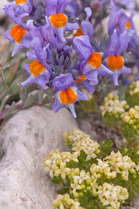 0213-Galium-magellense-en-Linaria-alpina