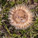 0212 Carlina acanthifolia pastures