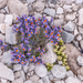 0214-Linaria-alpina-met-galium-magellense