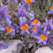 0215-Linaria-alpina-met-galium-magellense