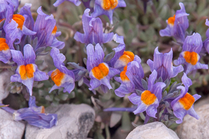 0215-Linaria-alpina-met-galium-magellense