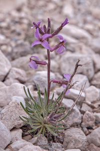 0216-Sad-Stock-Matthiola-fruticulosa