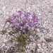 0217-Sad-Stock-Matthiola-fruticulosa
