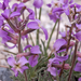 0218-Sad-Stock-Matthiola-fruticulosa