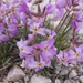 0219-Sad-Stock-Matthiola-fruticulosa