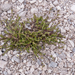 0220-minuartia-verna