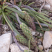 0221-plantago-atrata
