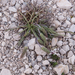0222-plantago-atrata