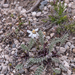 0223-Achillea-barrelieri