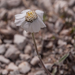 0225-Achillea-barrelieri
