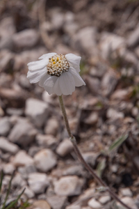 0225-Achillea-barrelieri