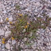 0227-plant-onbekend