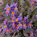 0233-Linaria-alpina