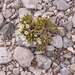 0234-cerastium-spec