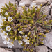 0235-cerastium-spec cerastium scaranoi?