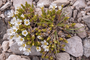 0235-cerastium-spec cerastium scaranoi?