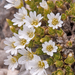 0236-cerastium-spec