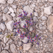0237-Linaria-alpina