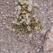 0243-cerastium-spec