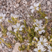 0244-cerastium-spec-cerastium-scaranoi-