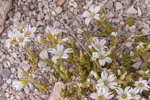 0244-cerastium-spec-cerastium-scaranoi-