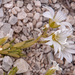 0245-cerastium-spec-cerastium-scaranoi-