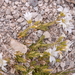 0246-cerastium-spec-cerastium-scaranoi-