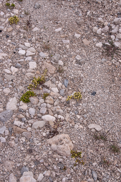 0247-overzicht-veg-met-galium-maggalense