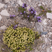 0248-Galium-magellense
