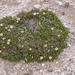 0251-Mountain-Avens-Dryas-octopetala