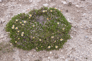 0251-Mountain-Avens-Dryas-octopetala