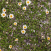 0252-Mountain-Avens-Dryas-octopetala