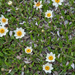 0253-Mountain-Avens-Dryas-octopetala